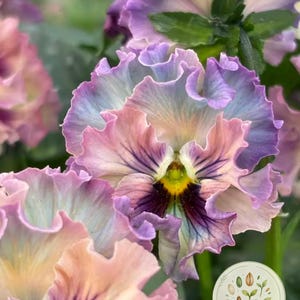 May include: A ruffled pansy flower with petals in shades of pastel pink, lavender, and blue, featuring a dark purple and yellow centre. A circular logo with the text Joseph Charles and botanical illustrations is visible in the lower right corner.