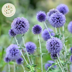 Può includere: Un gruppo di fiori di cardo con teste sferiche di un vibrante blu violaceo e steli seghettati di colore verde chiaro. I fiori presentano una consistenza densa e spinosa. Un logo circolare nell'angolo in alto a sinistra mostra il testo Joseph Charles.