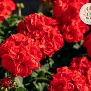 May include: Vibrant red geranium flower clusters with rounded petals and green foliage. A circular white logo in the top right corner features a small plant illustration and the text Joseph Charles in a circular arrangement around the graphic.