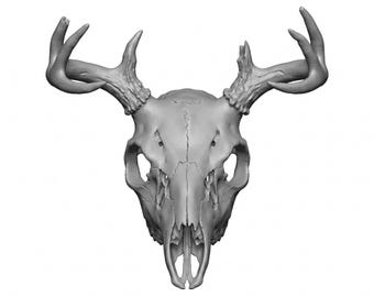 ペーパークラフトの鹿の頭蓋骨モデル、独自の 3D ペーパークラフト