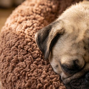 May include: A fawn-colored pug with a black muzzle and ears is sleeping peacefully on a round, brown, textured, plush pet bed. The bed features a thick, curly, fleece-like material that provides a soft surface for the dog to rest its head.