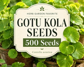 Gotu Kola Seeds for Planting | Centella Asiatica Herb, Groundcover Plant