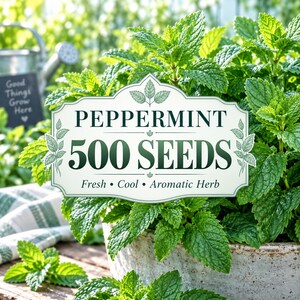 Könnte beinhalten: Ein weißes rechteckiges Schild mit dekorativen Rändern und dem Text PEPPERMINT 500 SEEDS sowie Fresh • Cool • Aromatic Herb, platziert vor einer üppig grünen Pfefferminzpflanze in einem Steintopf mit einer Metallgießkanne im Hintergrund.