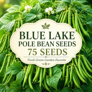 Semillas de judías trepadoras Blue Lake, 75 semillas / Judías verdes trepadoras para jardines con enrejado