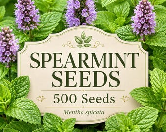 500 Spearmint Seeds (Mentha spicata) | Perennial Herb Garden, Container Mint Seeds