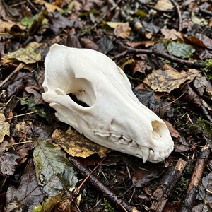 May include: A white animal skull with visible teeth and eye sockets rests on a bed of fallen leaves and twigs. The skull is positioned at an angle, showcasing its shape and details. The surrounding foliage suggests an outdoor, natural setting.