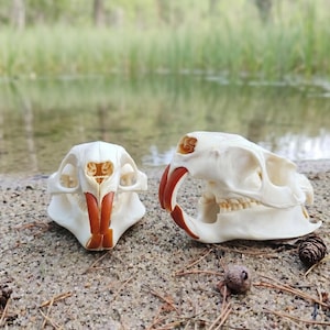 May include: Two animal skulls with prominent orange-brown incisors are displayed on a sandy surface. The skulls are off-white in color and appear to be from a rodent, possibly a beaver or similar animal. The background shows a blurred view of water and greenery.