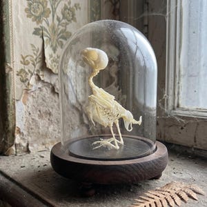 May include: A bird skeleton displayed under a glass cloche. The bird's bones are a creamy white color, and the cloche sits on a dark wooden base. The background shows peeling wallpaper and a window, creating a vintage aesthetic.
