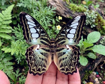 1-50 Stück Klipper Schmetterling Specimen | Harz Bastelmaterial | Dschungel Raum Dekor | DIY Kunst Versorgung | 50x70cm Rahmentechnik