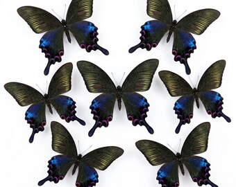 1-50 Stück Pfau Schwalbenschwanz Schmetterling Specimen | Harz Kunst Versorgung | Dark Academia Dekor | DIY Bastelmaterial | Kuriositäten Raumaufsteller