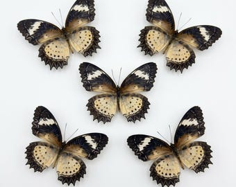1-50 Stück Malaiische Kreuzer Schmetterling Specimen | Harz Bastelmaterial | Erdige Raumdekoration | DIY Kunst Versorgung | 50er Jahre Tierskulptur