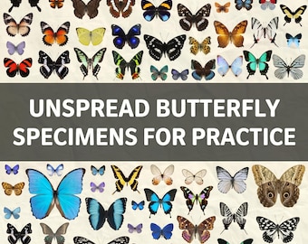 1-50 gemischte ungespreizte Schmetterlinge zum Üben | Zufällige gemischte Insektenversorgung | DIY Kunst Bastel Material | Entomologie Taxidermie Lot