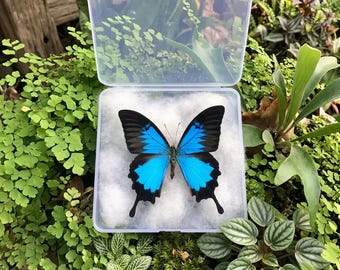 Papilio Ulysses Specimen | Ulysses Schmetterling | DIY Kunst Handwerk Wohnkultur