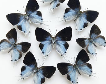 1-50 Stück Blauer Kaiser Schmetterling Specimen | Harz Handwerk Versorgung | Fairycore Cottage Dekor | 50er Jahre Tierskulptur
