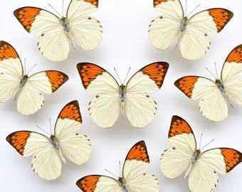 1-50 Stück Orangefarbene Schmetterlings-Muster | Harz Kunst Versorgung | Frühling Raumdekor | DIY Bastelmaterial | Ausgestellte Rahmung