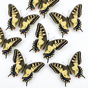 May include: A collection of yellow and black swallowtail butterflies with intricate wing patterns. The butterflies are arranged on a white background, showcasing their delicate details and vibrant colors. The wings feature black borders and accents.