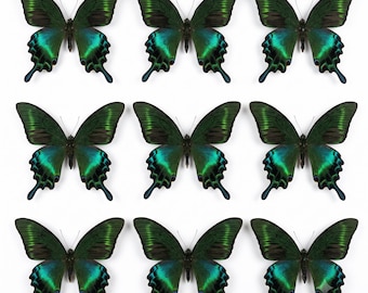 1-50 Stück Alpen-Schwalbenschwanz-Exemplare | Papilio maackii | DIY-Kunsthandwerk für die Heimdekoration | Cottagecore-Dekoration