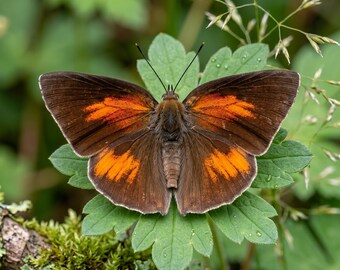 1-50 Stück Silberspun Schmetterling Specimen | Harz Handwerk Versorgung | Wald Raum Dekor | DIY Kunst Material | 50er Jahre Tierskulptur