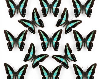 1-50 Stück Schmetterlings-Muster | Harz Kunst Versorgung | Raum Dekor | DIY Bastelmaterial | Ausgestellte Rahmung