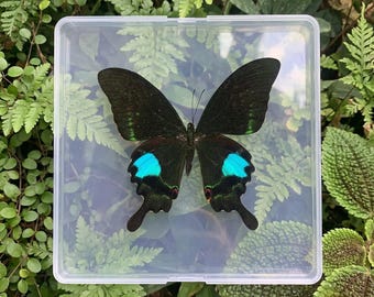 1-50 Stück Paris Tagpfauenauge Schmetterling | Papilio Paris Schablone | Insekt Kunst Versorgung | DIY Handwerk Dekor