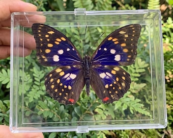 1-50 Stück Echte Kaiser Schmetterling Probe | Sasakia Charonda | DIY Kunst Handwerk Wohnkultur
