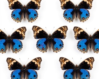 1-50 Stück blaues Stiefmütterchen Schmetterling | Junonia oritha | DIY Kunst Handwerk Wohnkultur
