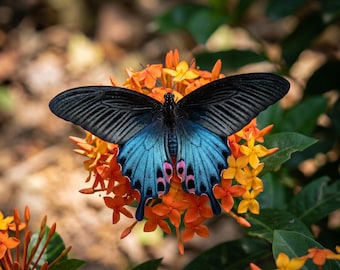 1-50 Stück Blaue Schwalbenschwanzschmetterlinge Specimen | Harz Kunst Versorgung | Englisches Land Dekor | DIY Bastelmaterial | 50er Jahre Tierskulptur