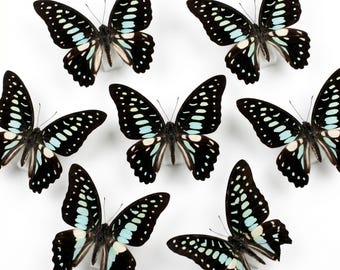 1-50 Stück Eichelhäher Schmetterling Specimen | Harz Kunst Versorgung | Dunkler Wald Dekor | DIY Bastelmaterial | Terrarium Akzente
