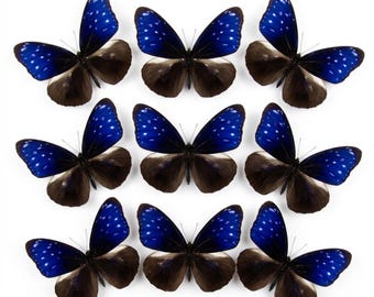 1-50 Stück blaues Schmetterlingsexemplar | Harz Kunst Versorgung | Dark Academia Dekor | DIY Bastelmaterial | Himmlischer Raumschmuck