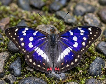 1-50 Stück Großer Lila Kaiser Schmetterling Specimen | Harz Handwerk Versorgung | Dark Academia Dekor | DIY Kunst Material | 50er Jahre Tierskulptur