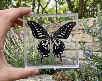 1-50 Stück Asiatische Schwalbenschwanzschmetterlinge | Harz Kunst Versorgung | Gothic Raumdekor | DIY Bastelmaterial | Kuriositäten-Aufsteller