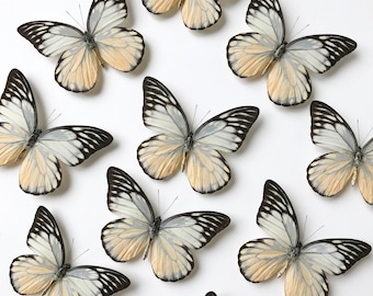 1-50 Stück Gelbe Glasswing Schmetterlinge Specimen | Harz-Kunst-Material | Wabi Sabi Dekor | DIY Bastelbedarf | Botanische Rahmungskunst