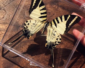 1-50 Stück Zebra Schwalbenschwanz Schmetterling Specimen | Harz Handwerk Versorgung | Dark Academia Dekor | DIY Kunst Material | 50x70cm Rahmentechnik