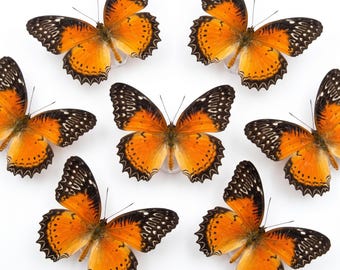 1-50 Stück rote Florfliegen Schmetterlinge | Harz Handwerk Versorgung | Vintage Raumdekor | DIY Kunst Material | Kuriositäten-Aufsteller