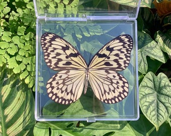 1-50 Stück Papierdrachen Schmetterling | Insekt Kunst Versorgung | DIY Handwerk Dekor