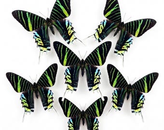 1-50 sztuk okazów ćmy zachodzącej słońca z Madagaskaru | Motyl Chrysiridia rhipheus | Sztuka i rzemiosło DIY Wystrój domu