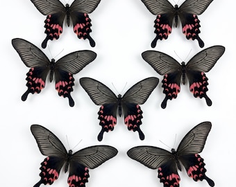 1-50 Stück rosa Perlen Schwalbenschwanz Schmetterling Exemplar | Harz Bastelmaterial | Französischer Vintage Dekor | DIY Kunst Versorgung