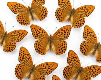 1-50 Stück Leopard Perlmutterfalter Schmetterling Specimen | Harz Handwerk Versorgung | Wald Wohnkultur | DIY Kunst Material | 50x70cm Rahmentechnik