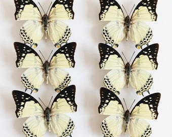 1-50 Stück Glorious Begum Schmetterling Specimen | Harz-Kunst-Material | Französischer Landdekor | DIY Bastelbedarf | 50x70cm Rahmentechnik