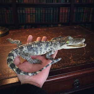 Real Taxidermy Alligator Specimen – 30cm Crawling Crocodile Decor for Study Desk – Unique Alligator Hide Collectible Oddity Gift