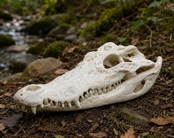 Alligator schedel replica decor, krokodil hoofd bot, gothic curiosa display, curiosa collectie, natuurlijk huisdecor, educatief exemplaar