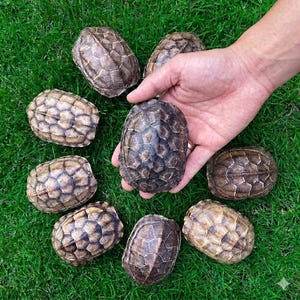 Könnte beinhalten: Eine Ansammlung von acht braunen Schildkrötenpanzern mit ausgeprägten geometrischen Mustern. Die Panzer sind oval geformt und haben eine texturierte, geriffelte Oberfläche in verschiedenen Braun- und Beigetönen. Ein Panzer wird in der Hand gehalten.