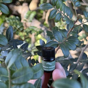 May include: A small dark glass bottle with a black ribbed cap and a green label featuring the text rias PISTACIA LENTISCUS ELIXIR DI SARDEGNA, held against a background of green leaves from a Pistacia lentiscus shrub in natural sunlight.