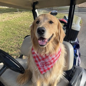 Könnte beinhalten: Ein Golden Retriever Hund sitzt in einem Golfwagen und trägt ein rot-weiß kariertes Bandana. Auf dem Bandana ist der Name Penny in roter Schreibschrift in die Mitte gestickt. Der Hund hat langes, hellgoldenes Fell.