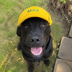 May include: A bright yellow corduroy baseball cap featuring the name MAX embroidered in green thread on the front panel. The cap includes a black adjustable chin strap and is worn by a black dog with brown eyes and an open mouth showing teeth.