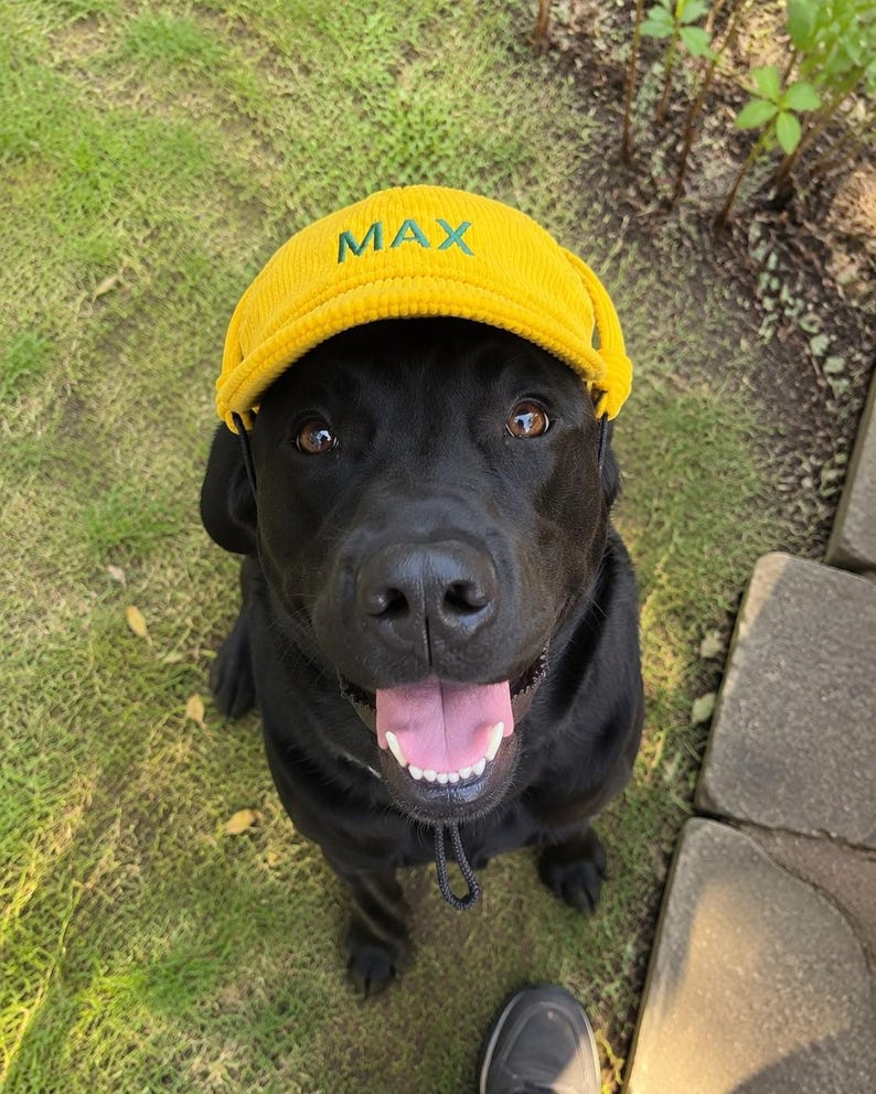 May include: A bright yellow corduroy baseball cap featuring the name MAX embroidered in green thread on the front panel. The cap includes a black adjustable chin strap and is worn by a black dog with brown eyes and an open mouth showing teeth.