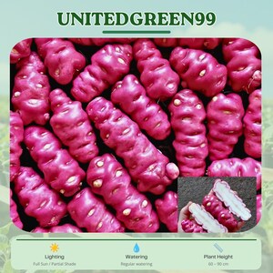 May include: Close-up of vibrant pink oca tubers, a root vegetable, with a few cut open to show the white interior. The image includes the text "UNITEDGREEN99" and details on lighting, watering, and plant height, which is 60-90 cm.