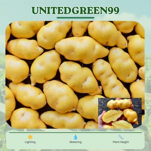 May include: Close-up of a pile of yellow potatoes. The potatoes have an oblong shape and a smooth skin. The image includes the text "UNITEDGREEN99" at the top. The image also includes a smaller inset image of cut potatoes.