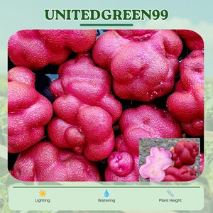 May include: Close-up of vibrant, deep red potatoes with textured skin. The image includes the text "UNITEDGREEN99" at the top. A smaller inset image shows a sliced potato. The bottom of the image has icons for lighting, watering, and plant height.