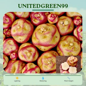 May include: Close-up of a collection of potatoes with a mix of yellow and red skin. The potatoes have a unique shape and texture. The text "UNITEDGREEN99" is at the top of the image.